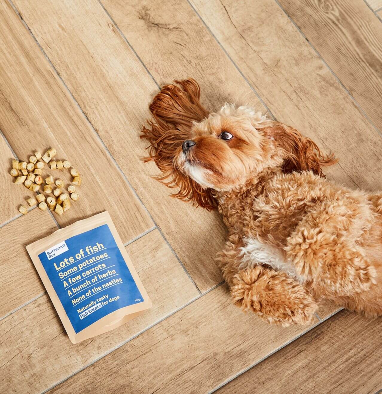 best food for cavapoo puppy