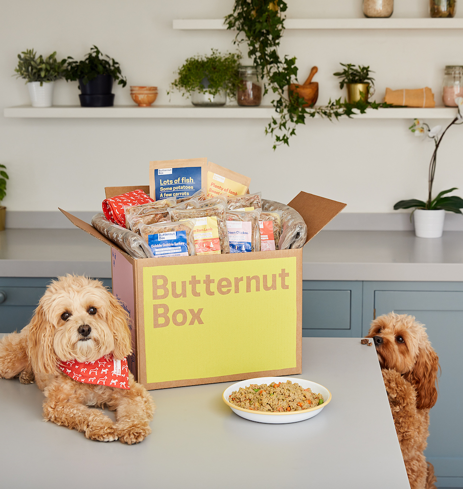 best food for cavapoo puppy uk