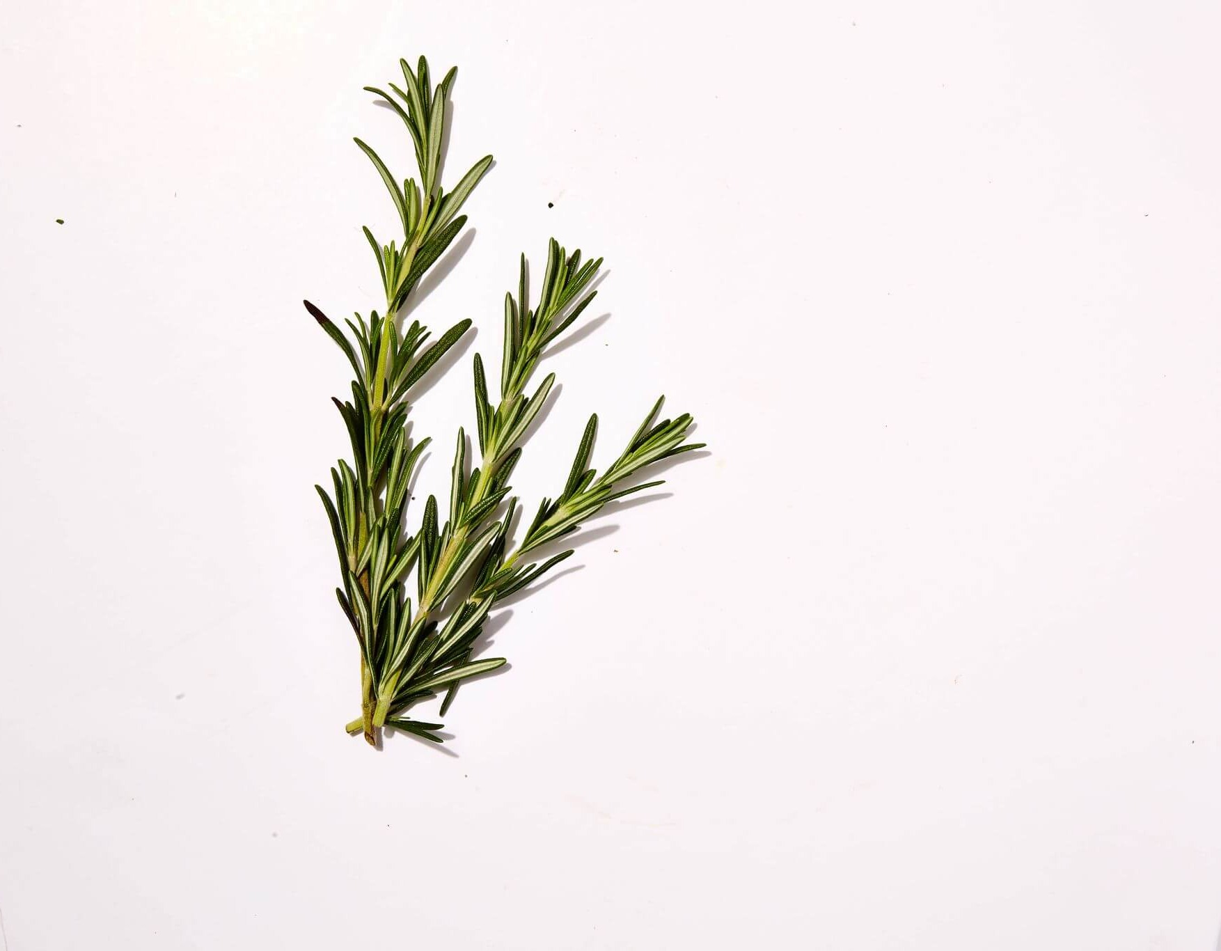 is rosemary extract bad for dogs