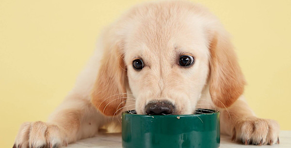 should golden retrievers eat grain free