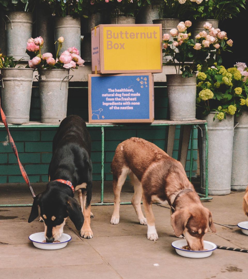 dog food delivery