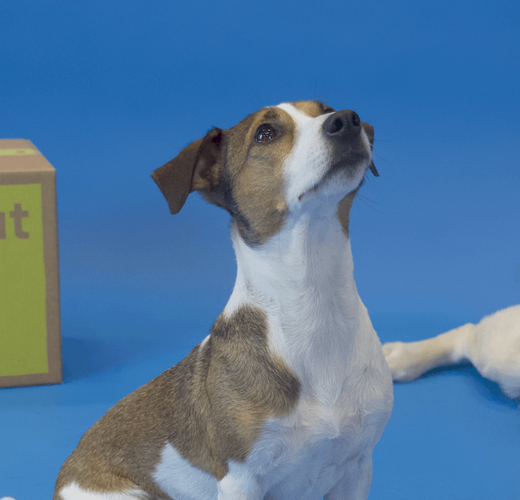 Best Jack Russell Puppy Food atelieryuwa.ciao.jp