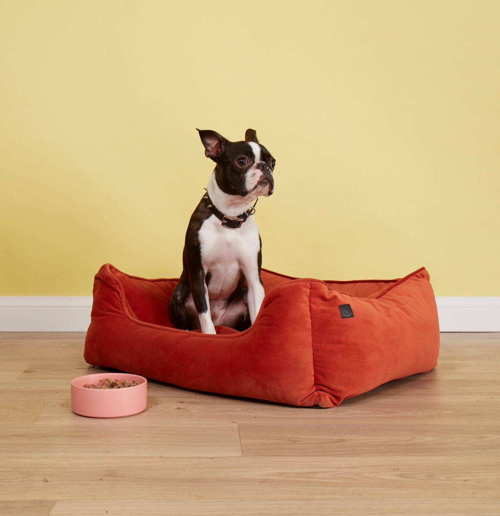 Boston Terrier Sitting Up In A Large Dog Bed In A Room With A Wooden