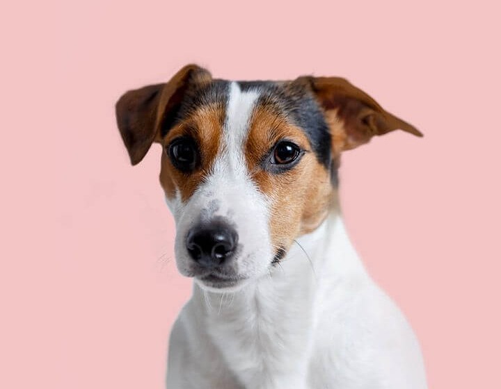 Do Jack Russells Suffer From Separation Anxiety