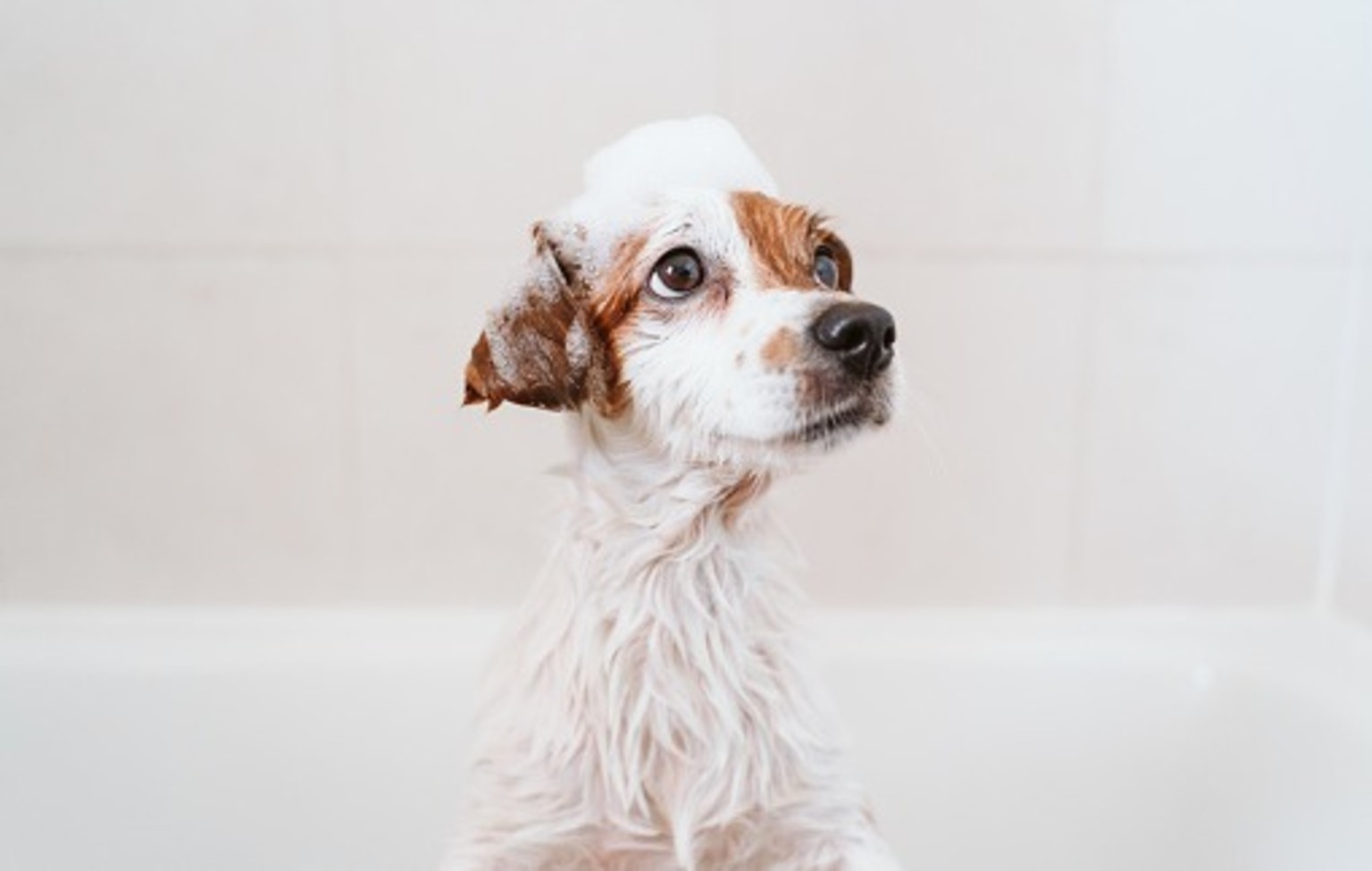 how often should you shampoo your dog