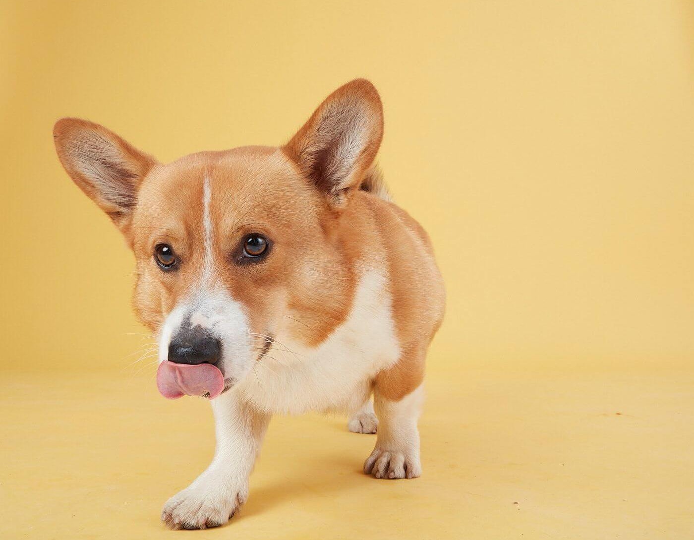 do probiotics help dogs stop eating poop