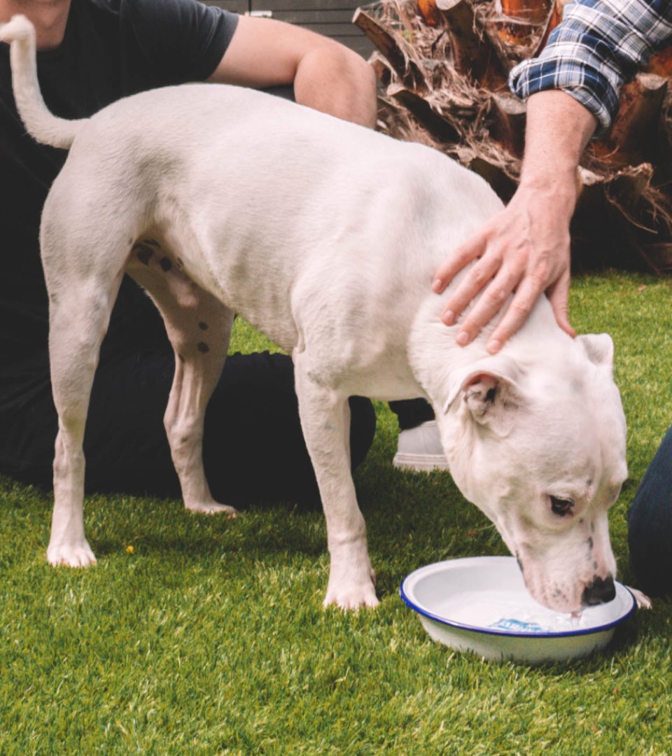 good food for dogs with sensitive skin