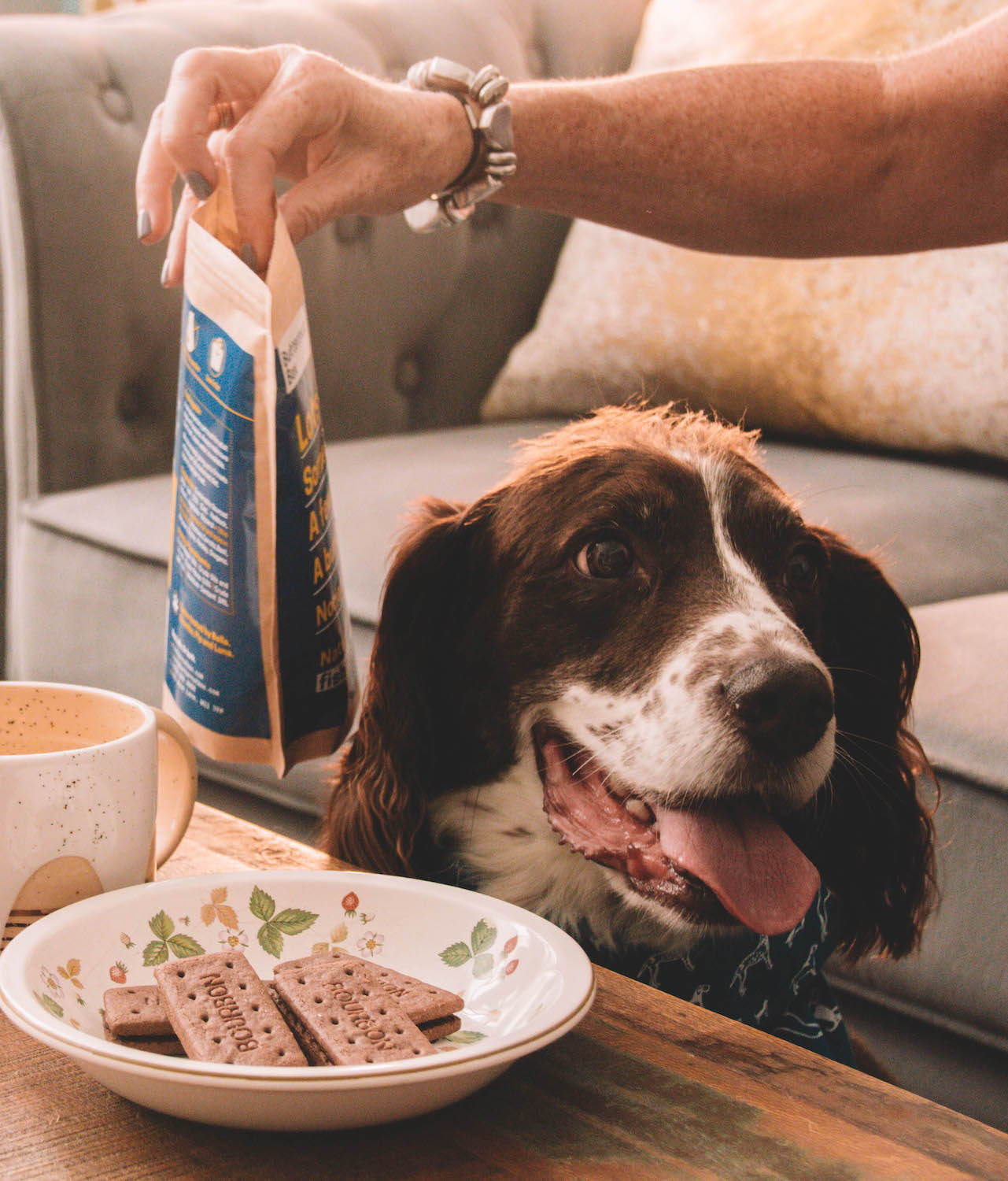 best dog food for springer spaniel puppy