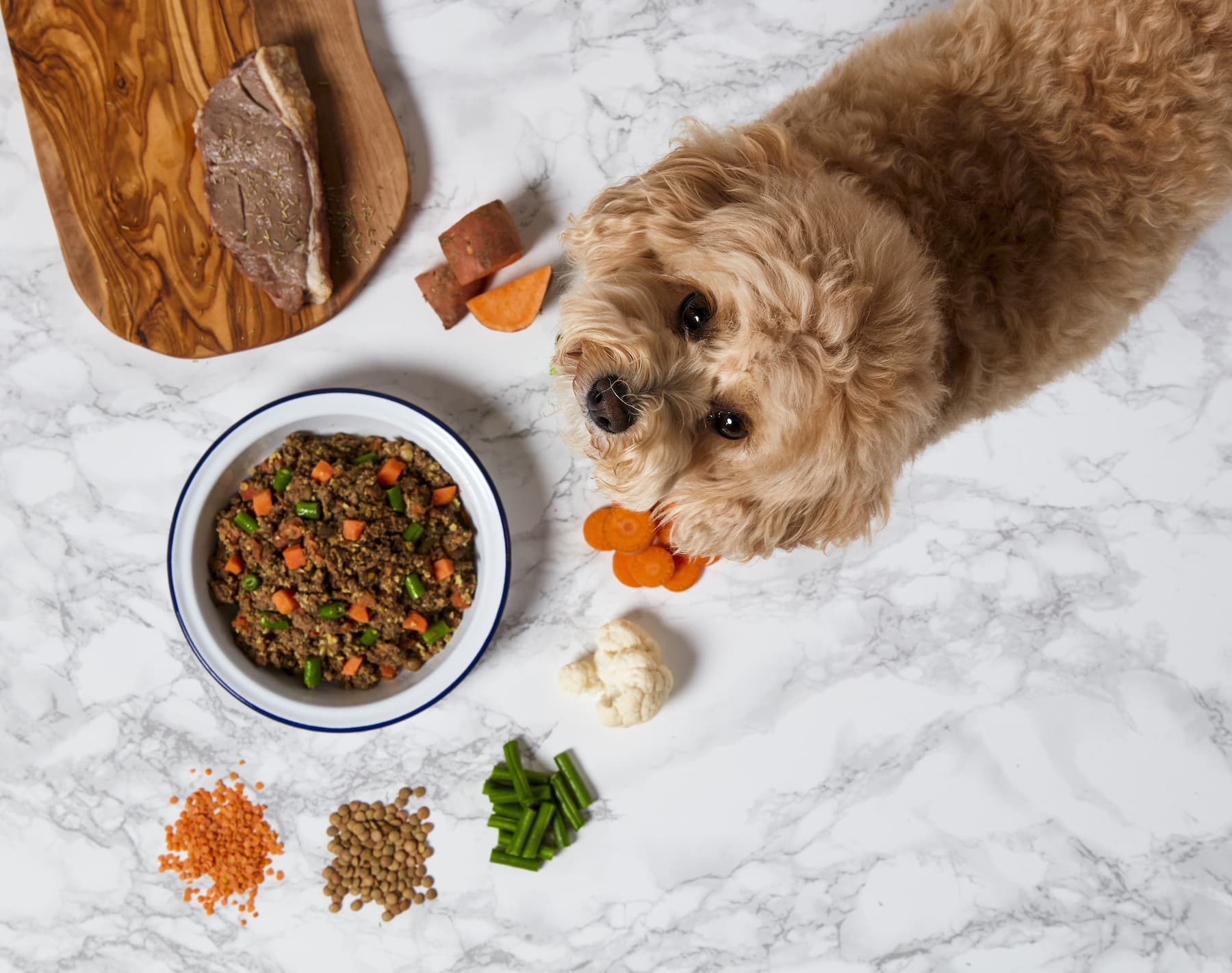 new dog food at walmart