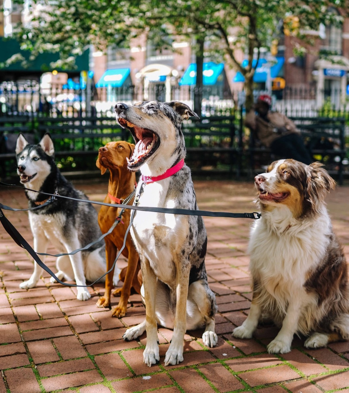 best dog breeds for city living