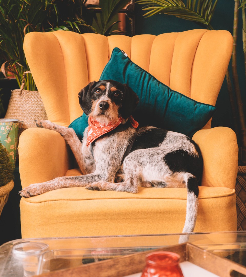 your pup hub pillows