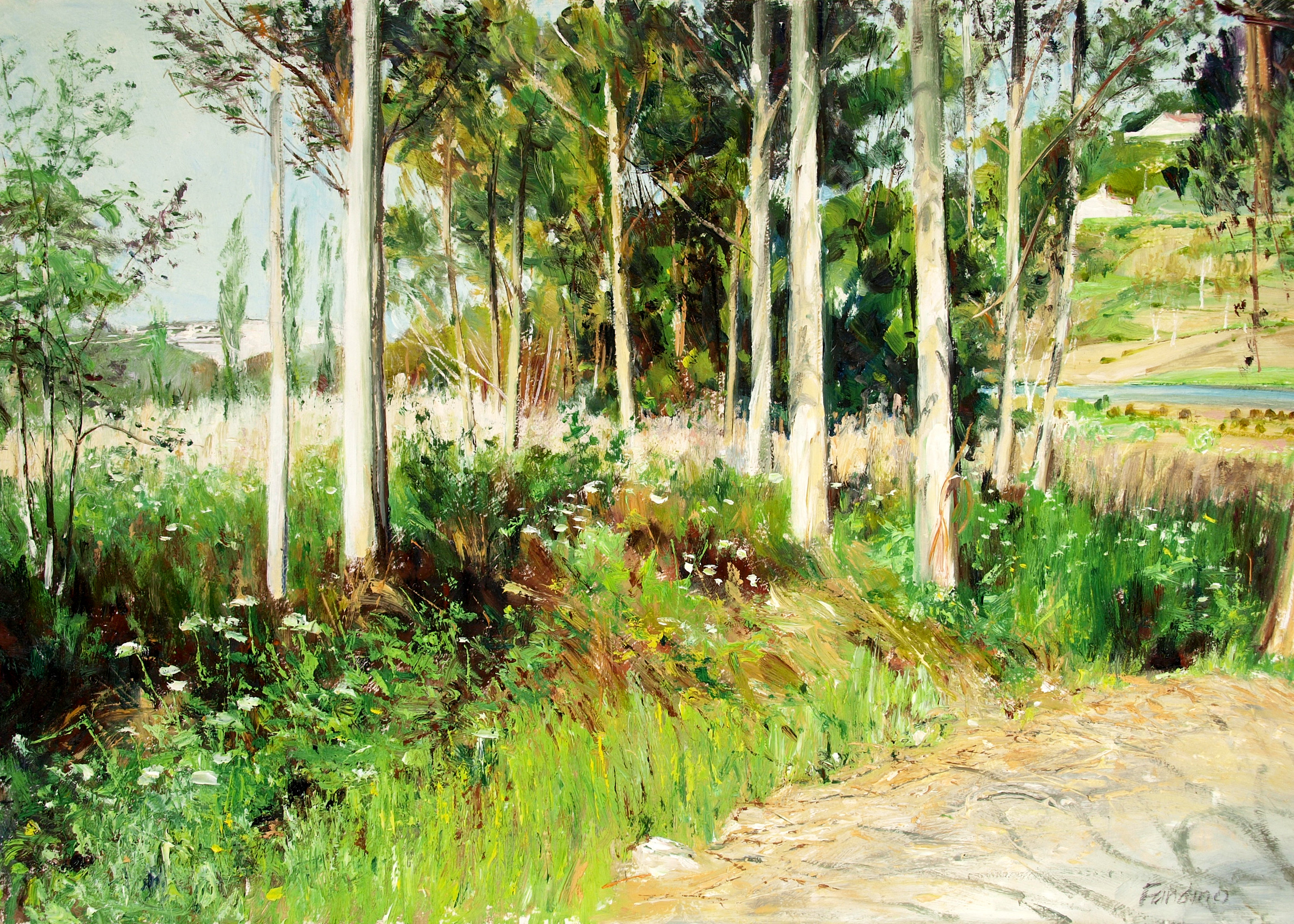 Trees at Betanzos (Spain)