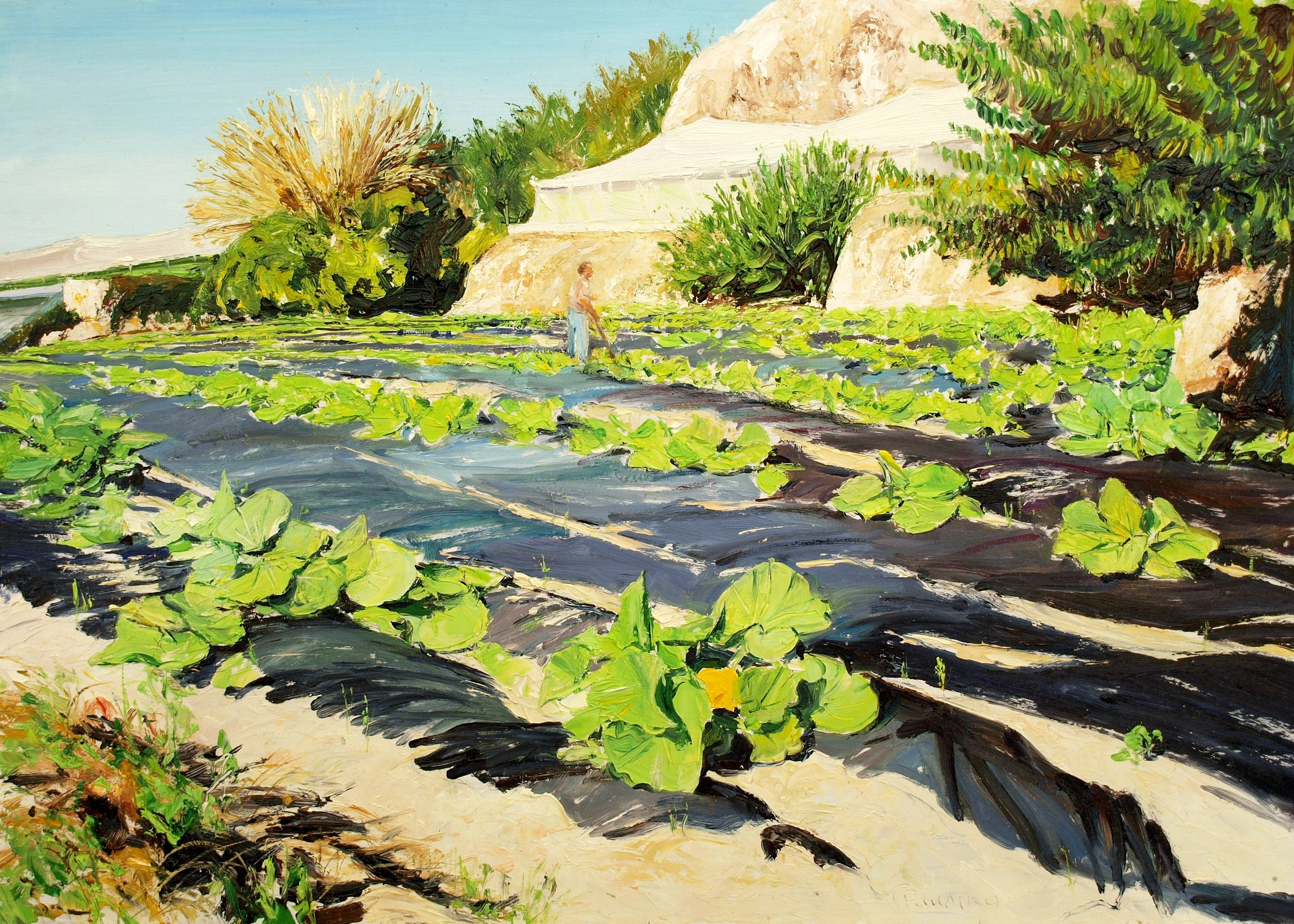 Tending marrows, in Maro (Spain)