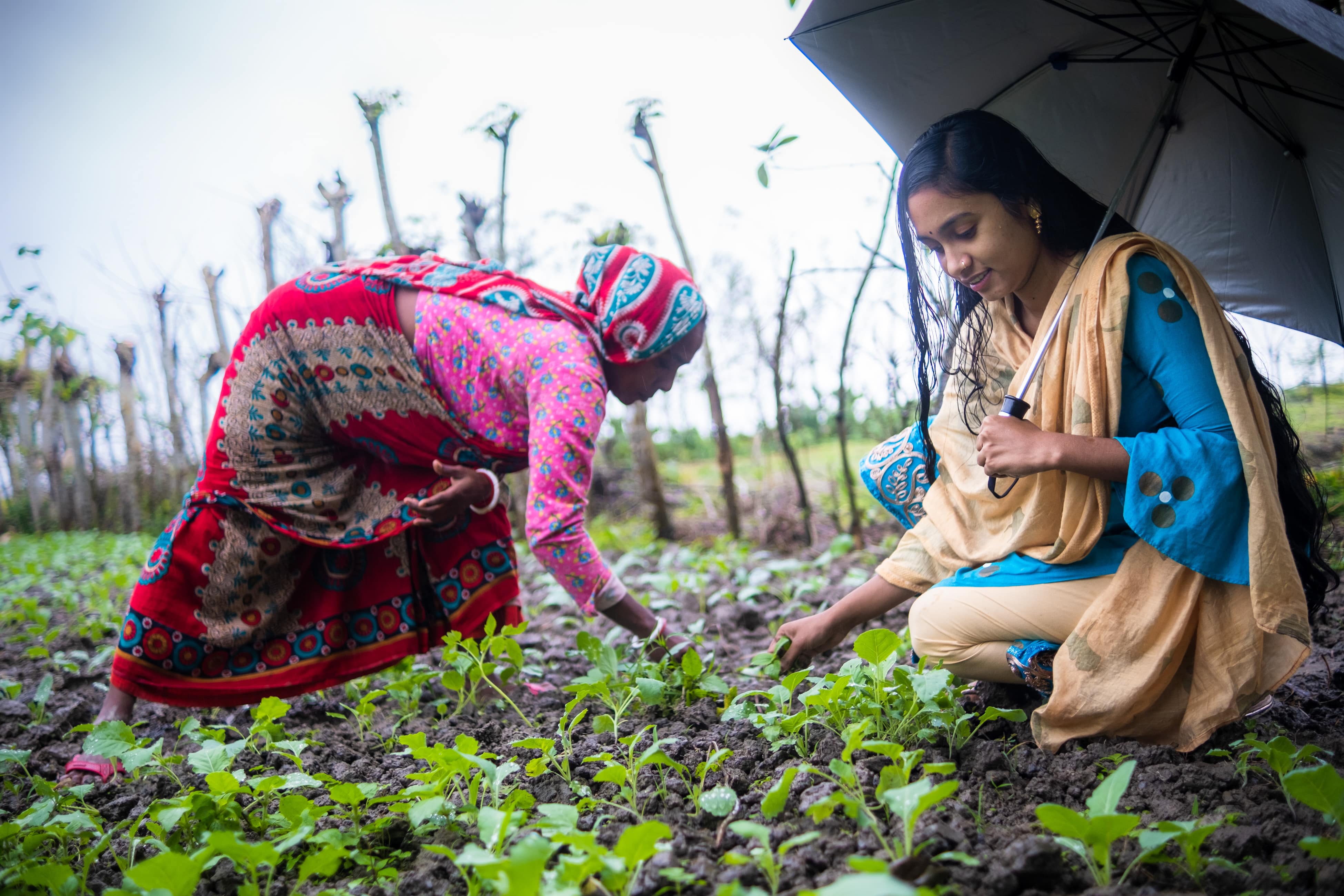 Asia - Bangladesh - Eco villages - Moyori planting crops