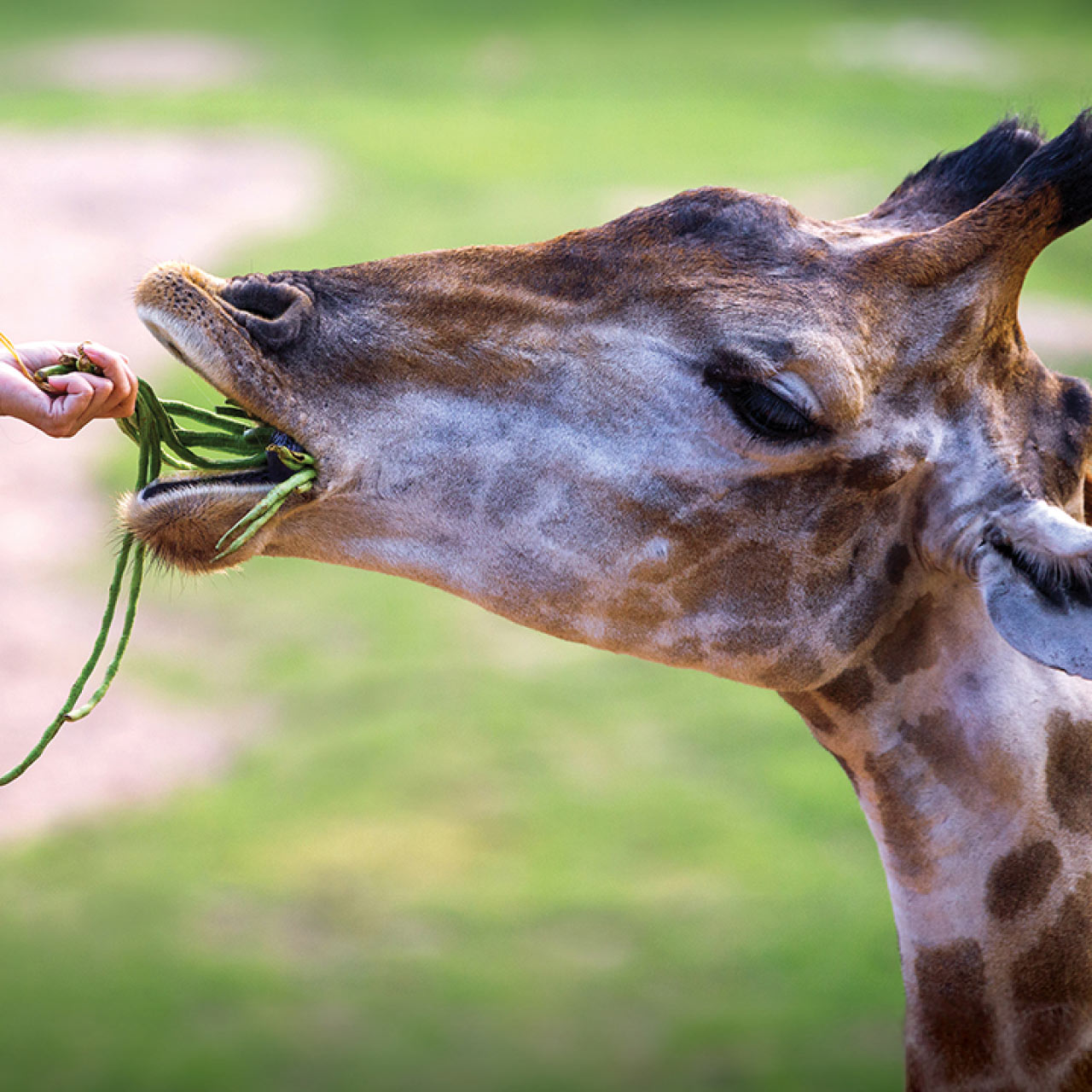 Feeding Giraffe