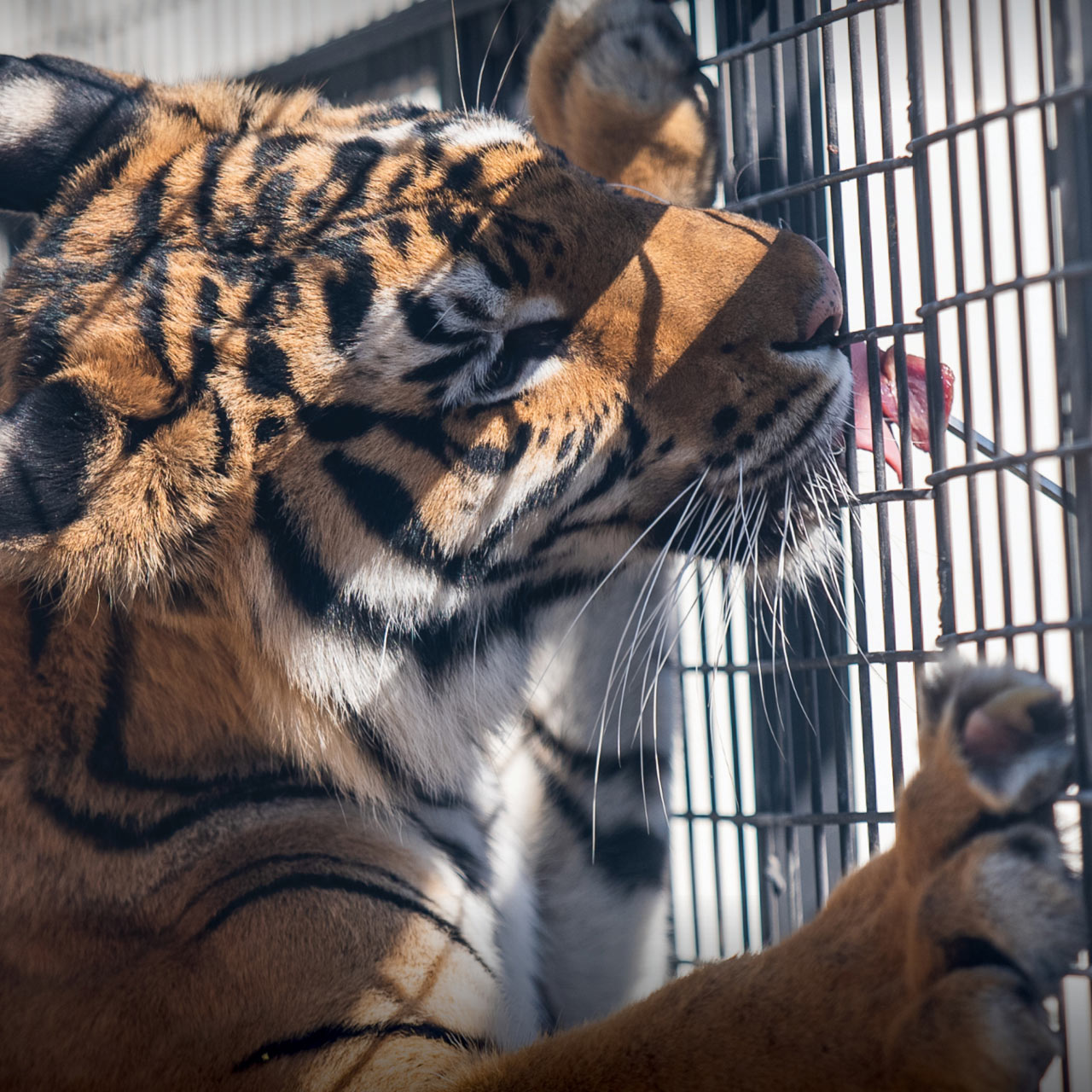 Feeding The Tigers