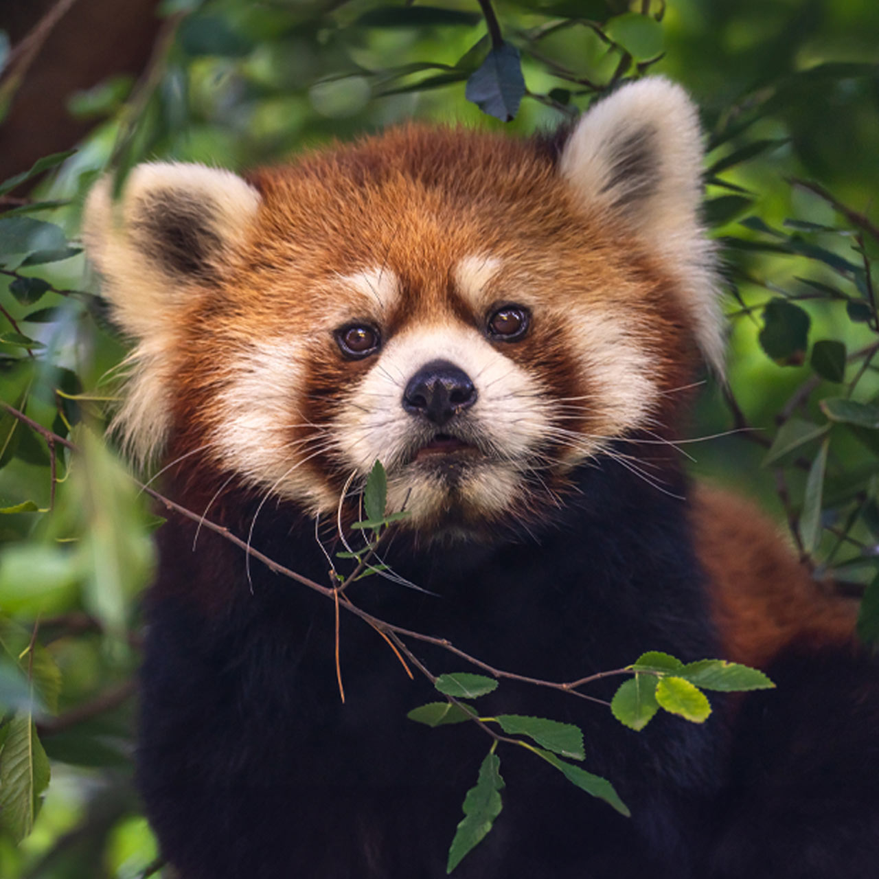 Red Panda Experience