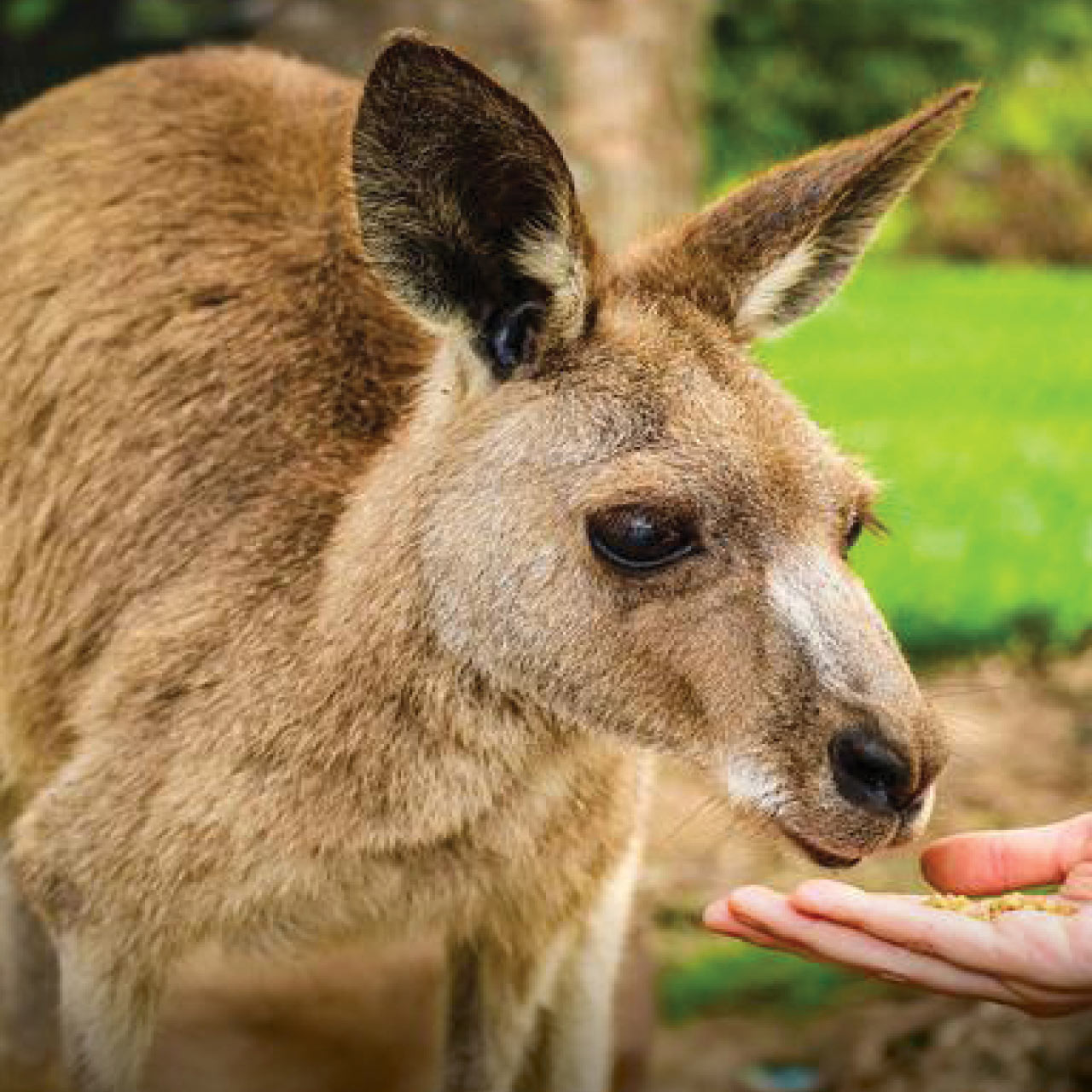 Kangaroo Feeding