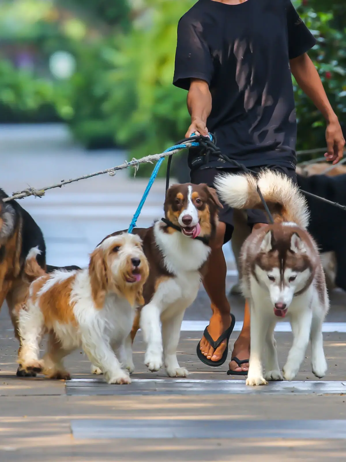 Vem caminhar com o teu amigo de 4 patas! Come for a walk with your best four-legged friend!