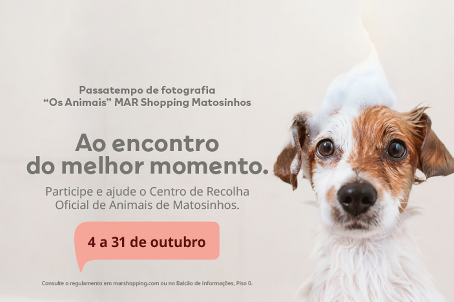 alt text not found