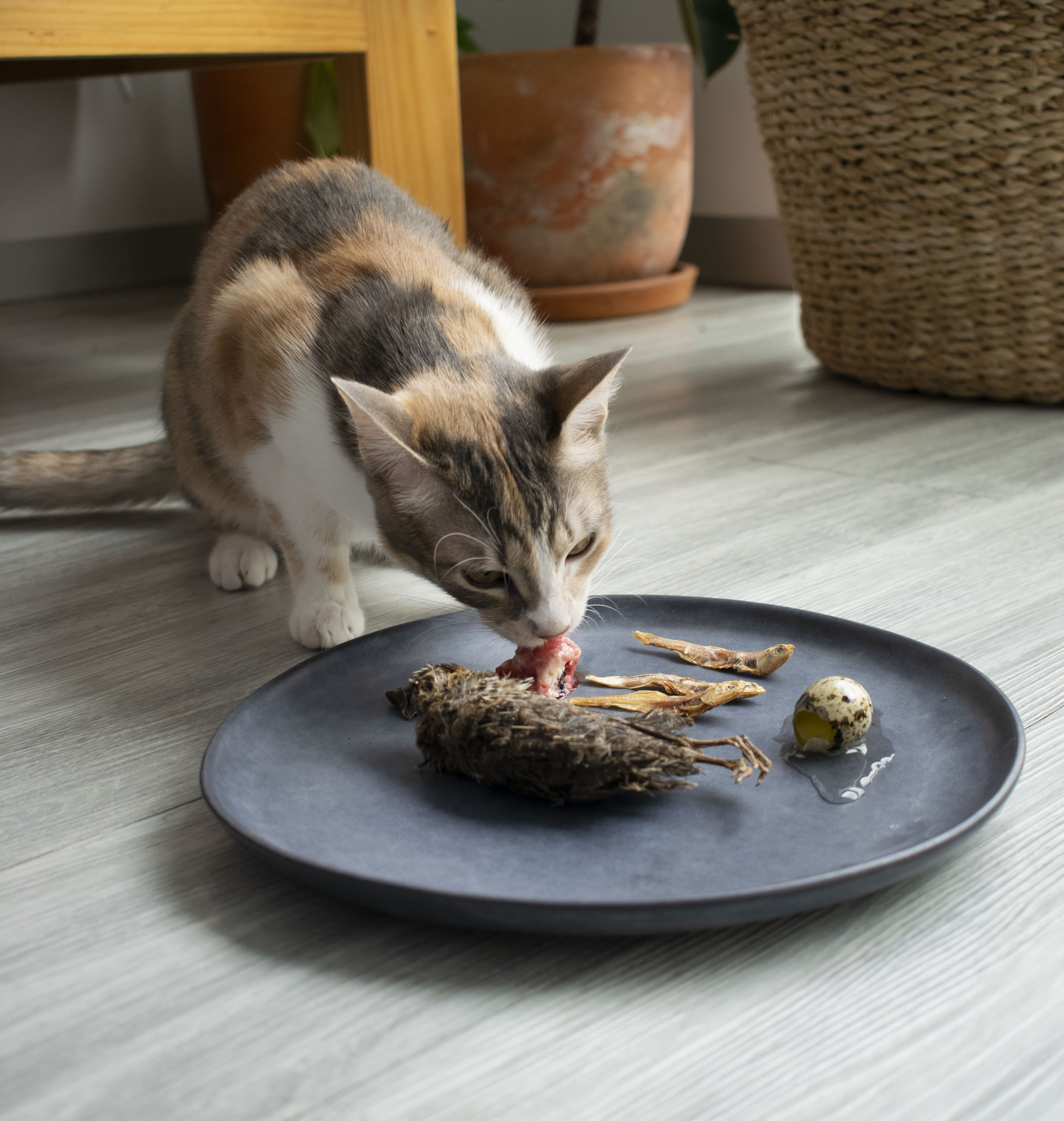 Pueden los gatos consumir lo mismo que los perros?
