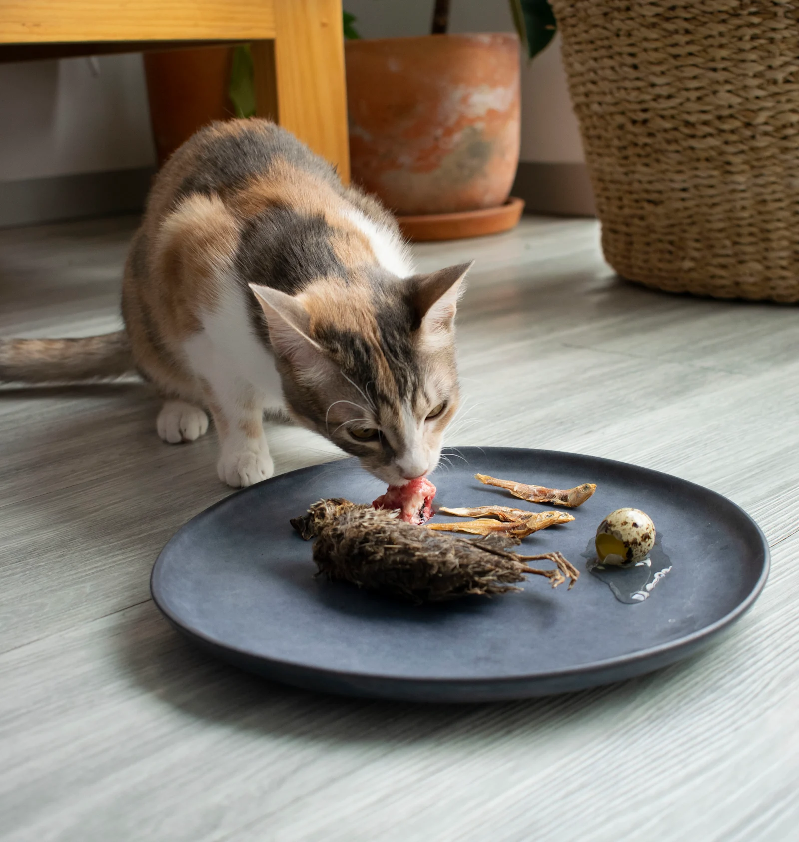 Pueden los gatos consumir lo mismo que los perros?
