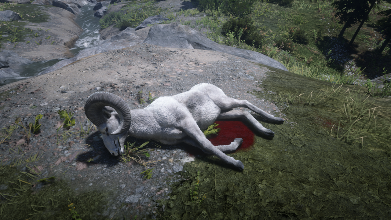 Legendary Bighorn Ram First Clue Location Legendary Bighorn Ram Red