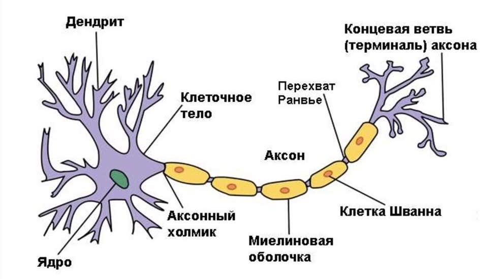 Построение нейронных связей в теле человека