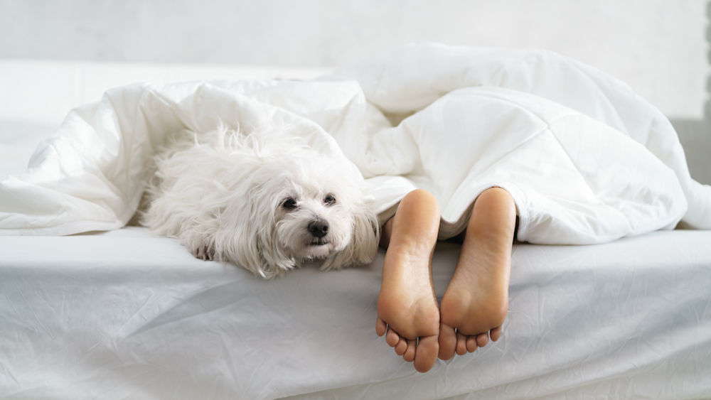 Человек спит в кровати вместе с собакой