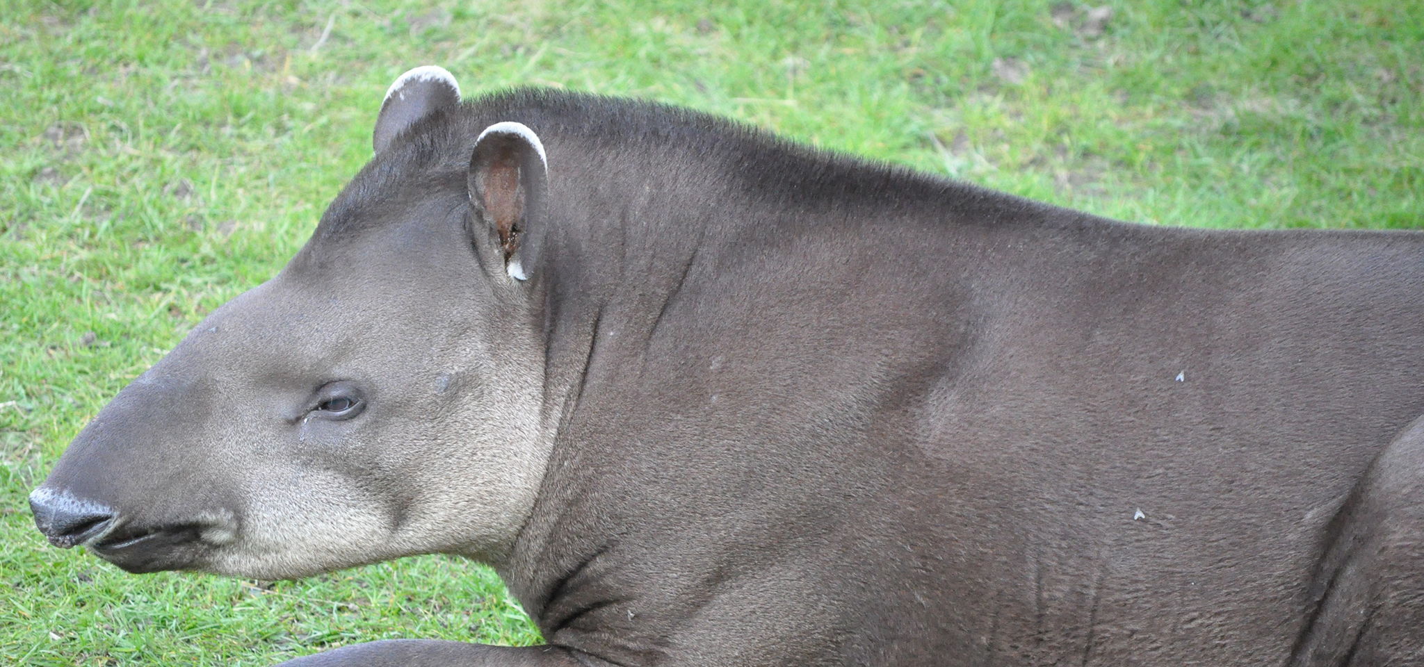 Tapir | Djur på Kolmården