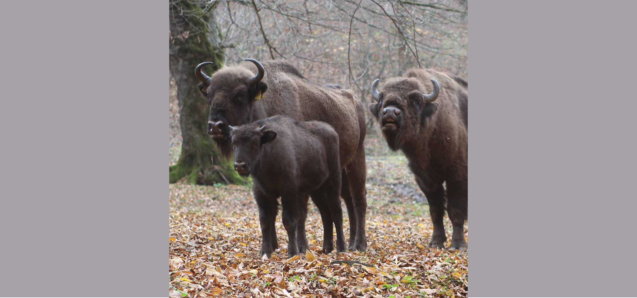 Tre europeiska bisonoxar står på en skogsmark täckt av fallna löv, omgivna av lövlösa träd i bakgrunden.