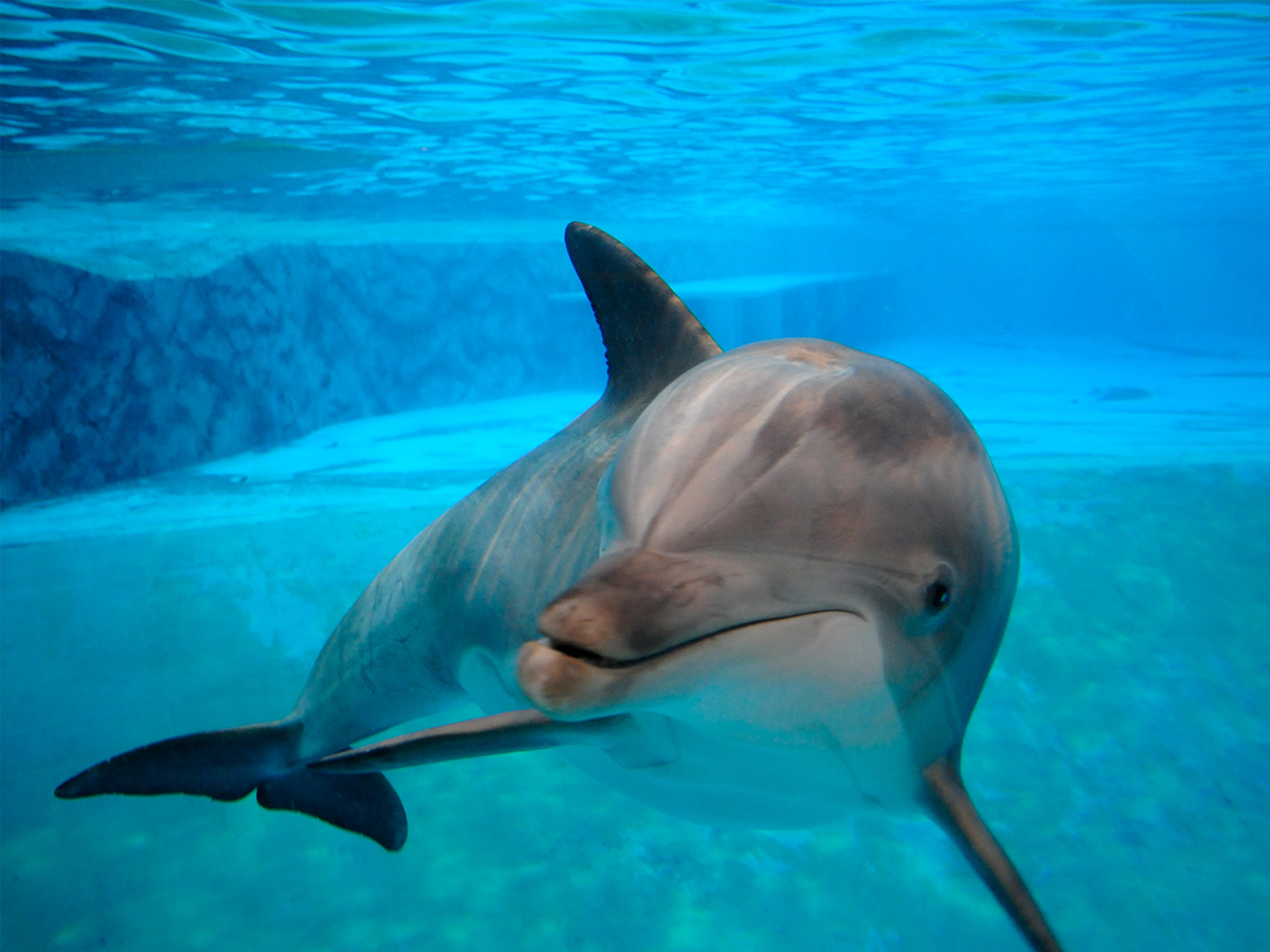 A Day at the Dolphinarium