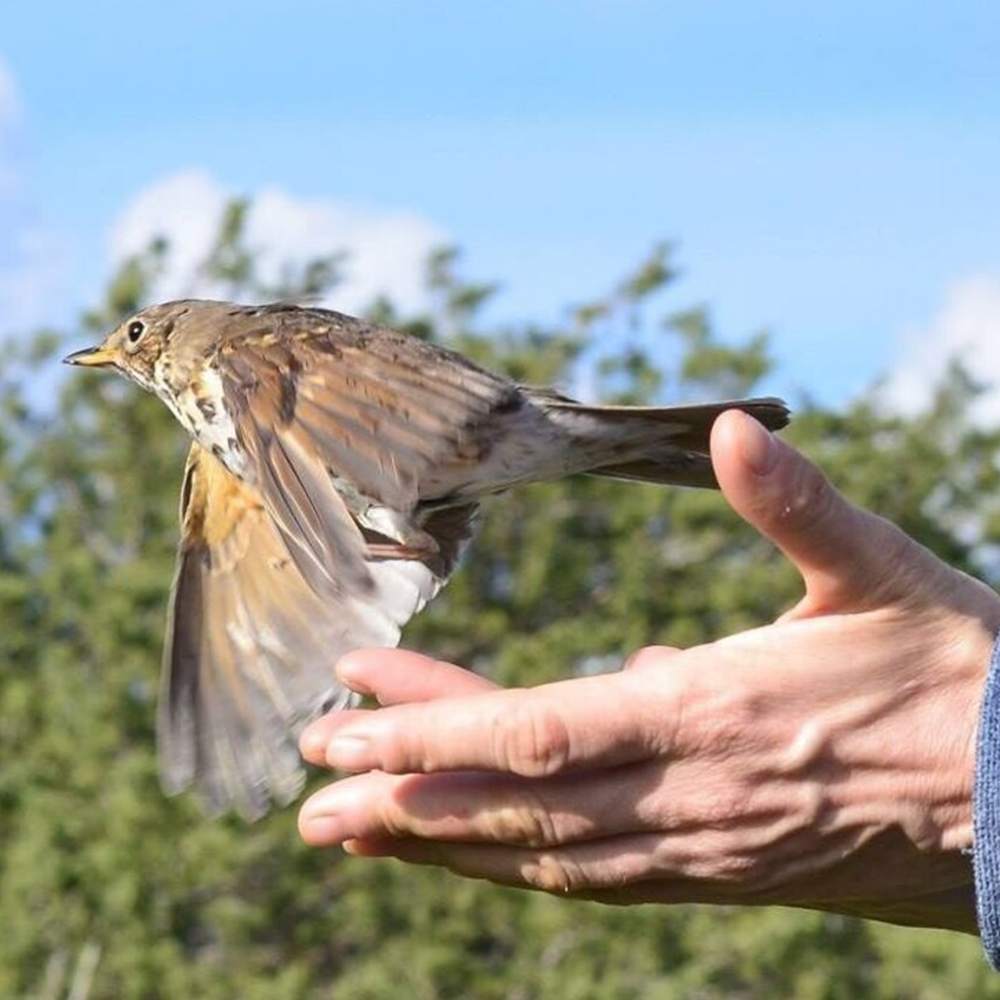 En liten brun fågel lyfter från en persons utsträckta hand, med gröna träd och en blå himmel i bakgrunden.