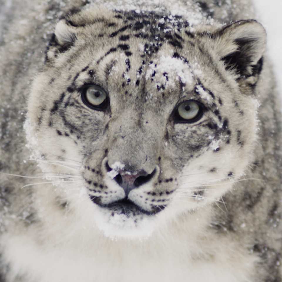 Snöleopard Temaveckor Djur