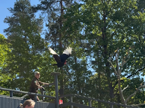 En stor svart fågel med vita vingspetsar flyger över ett räcke nära en person. Träd och blå himmel i bakgrunden.