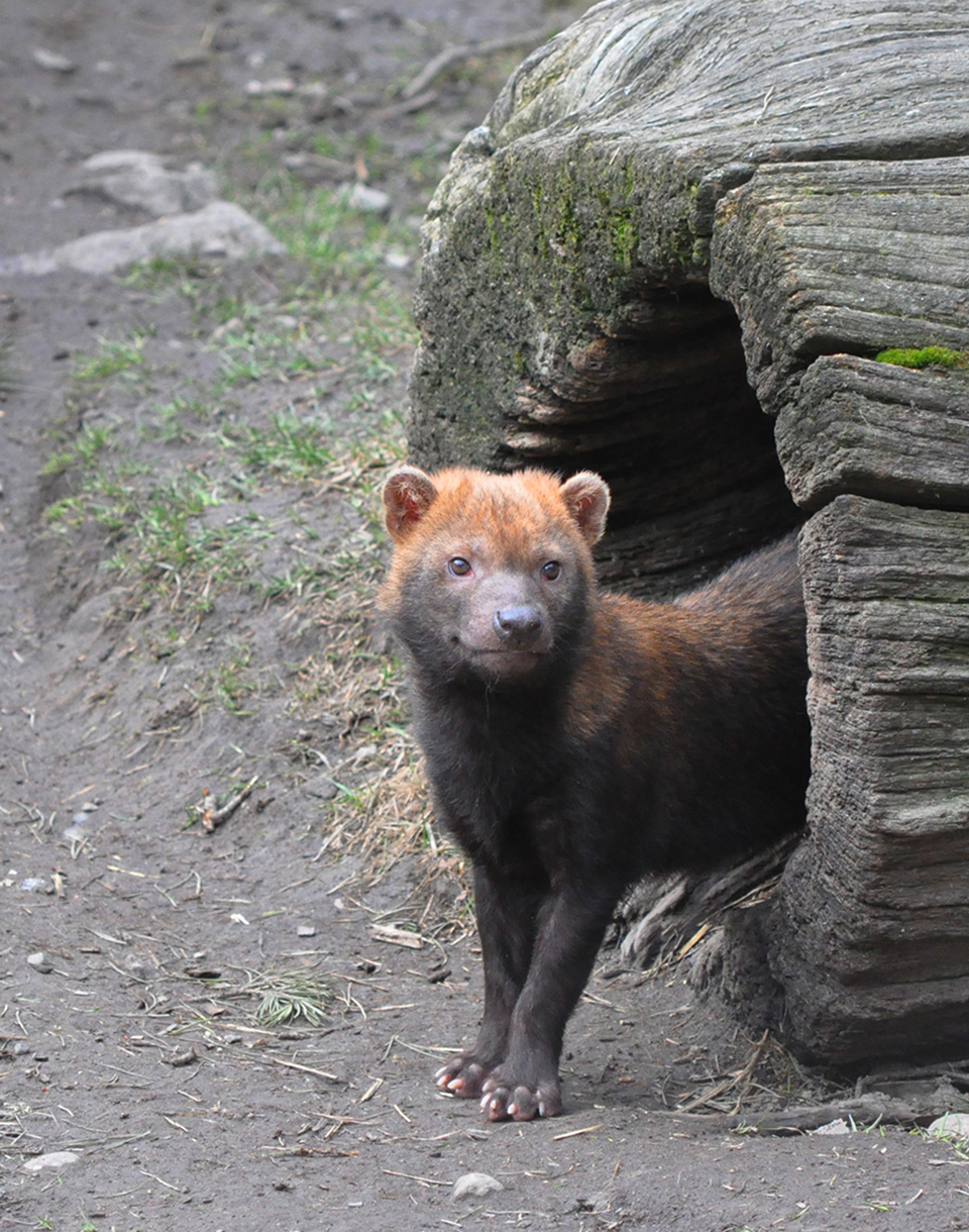 Skogshund  Djur på Kolmården