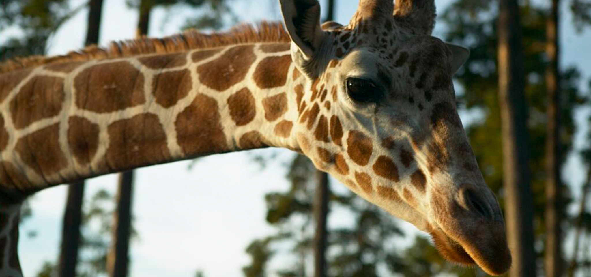 Giraff