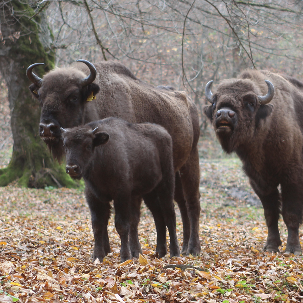 Tre europeiska bisonoxar står på en skogsmark täckt av fallna löv, med nakna träd i bakgrunden.