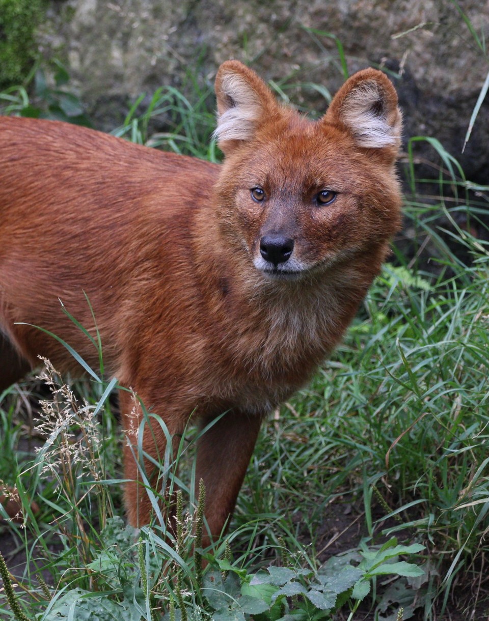 En rödbrun vild hunddjur, känd som dhole, står på vakt bland grönt gräs och växter, med en klippig bakgrund i bakgrunden.