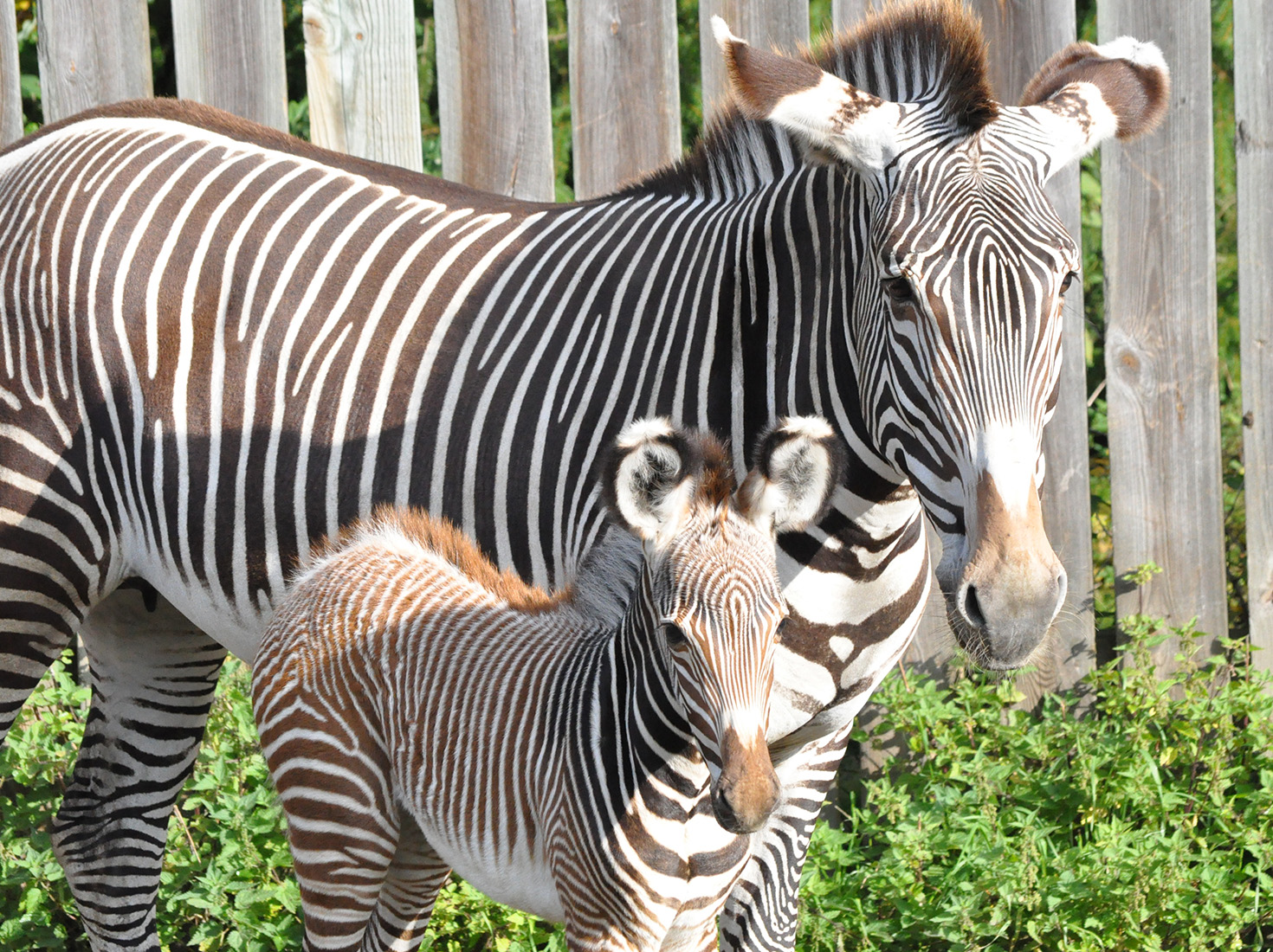 Zebra