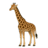 Illustration av en stående giraff med lång hals och mönstrade bruna och gula fläckar, vänd åt vänster på en enfärgad bakgrund.