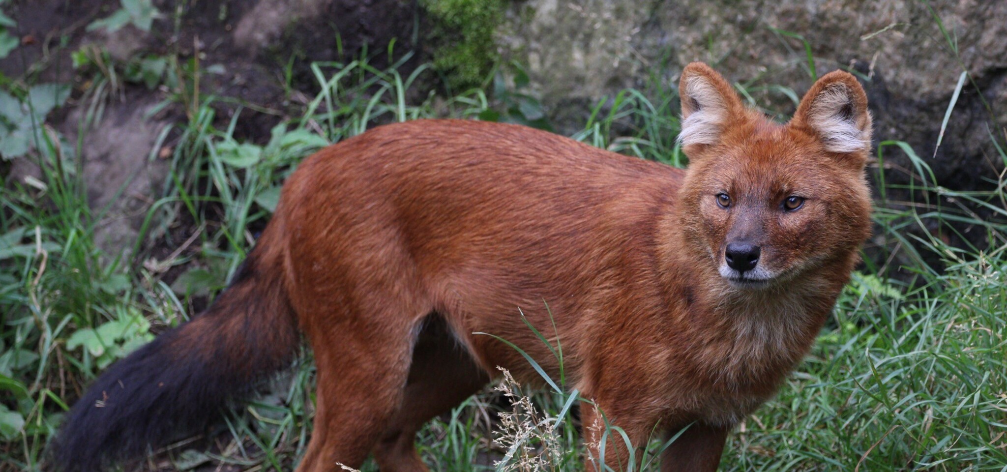 En dhole, även känd som den asiatiska vildhunden, står på vakt i ett gräsbevuxet område med en sten i bakgrunden.