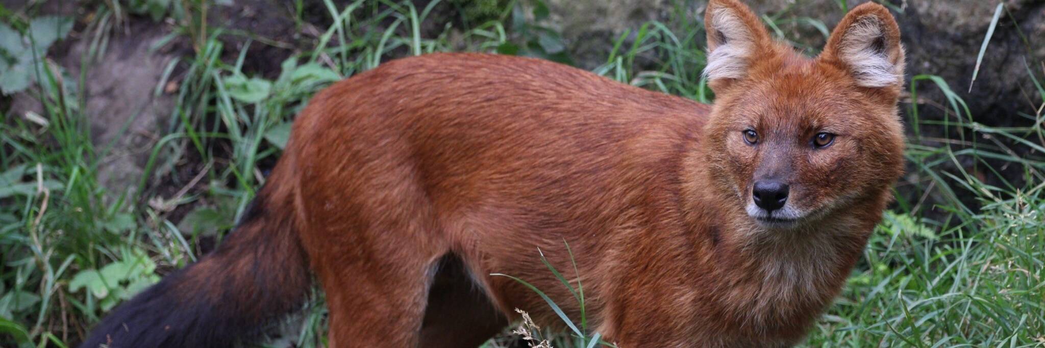 En dhole, även känd som den asiatiska vildhunden, står på vakt i ett gräsbevuxet område med en sten i bakgrunden.