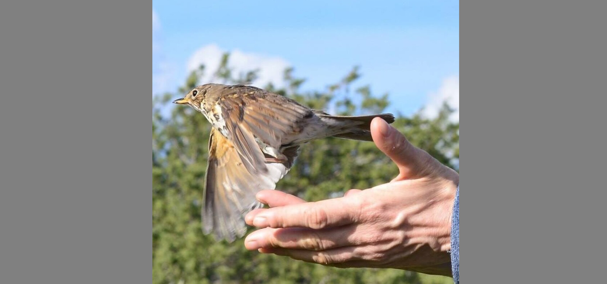 En liten brun fågel lyfter från en persons hand utomhus, med träd och blå himmel i bakgrunden.