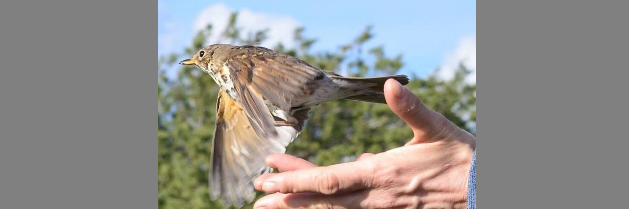En liten brun fågel lyfter från en persons hand utomhus, med träd och blå himmel i bakgrunden.