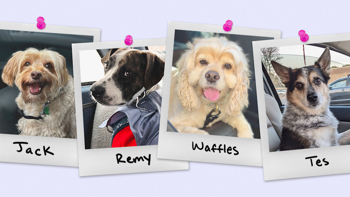Lyft pet rides are here. Meet some of our furry passengers