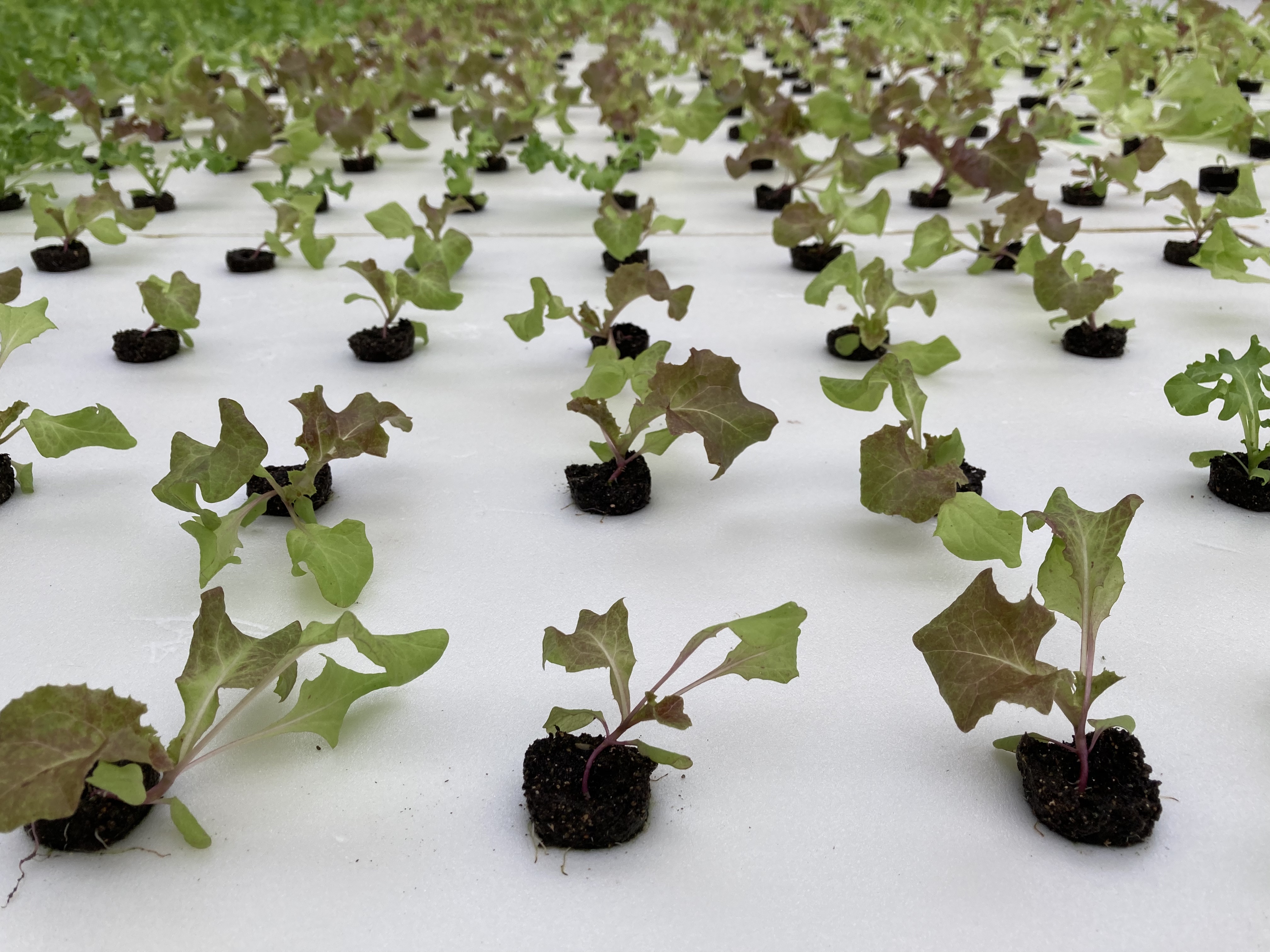 育成過程のリーフレタスです。