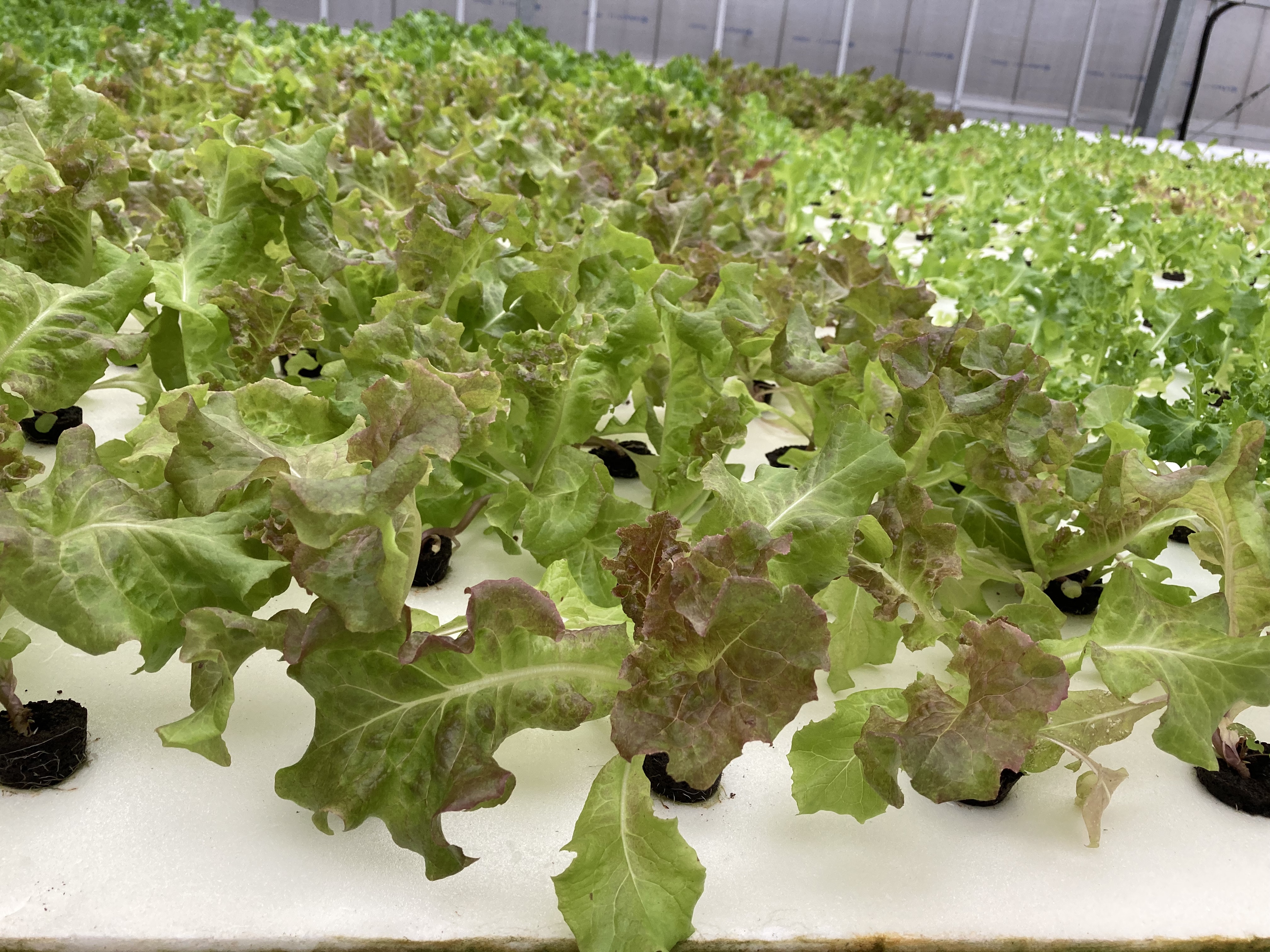 大きく育った立派なリーフレタス。様々な成長段階の苗がアクアポニックスシステムで栽培されていました。