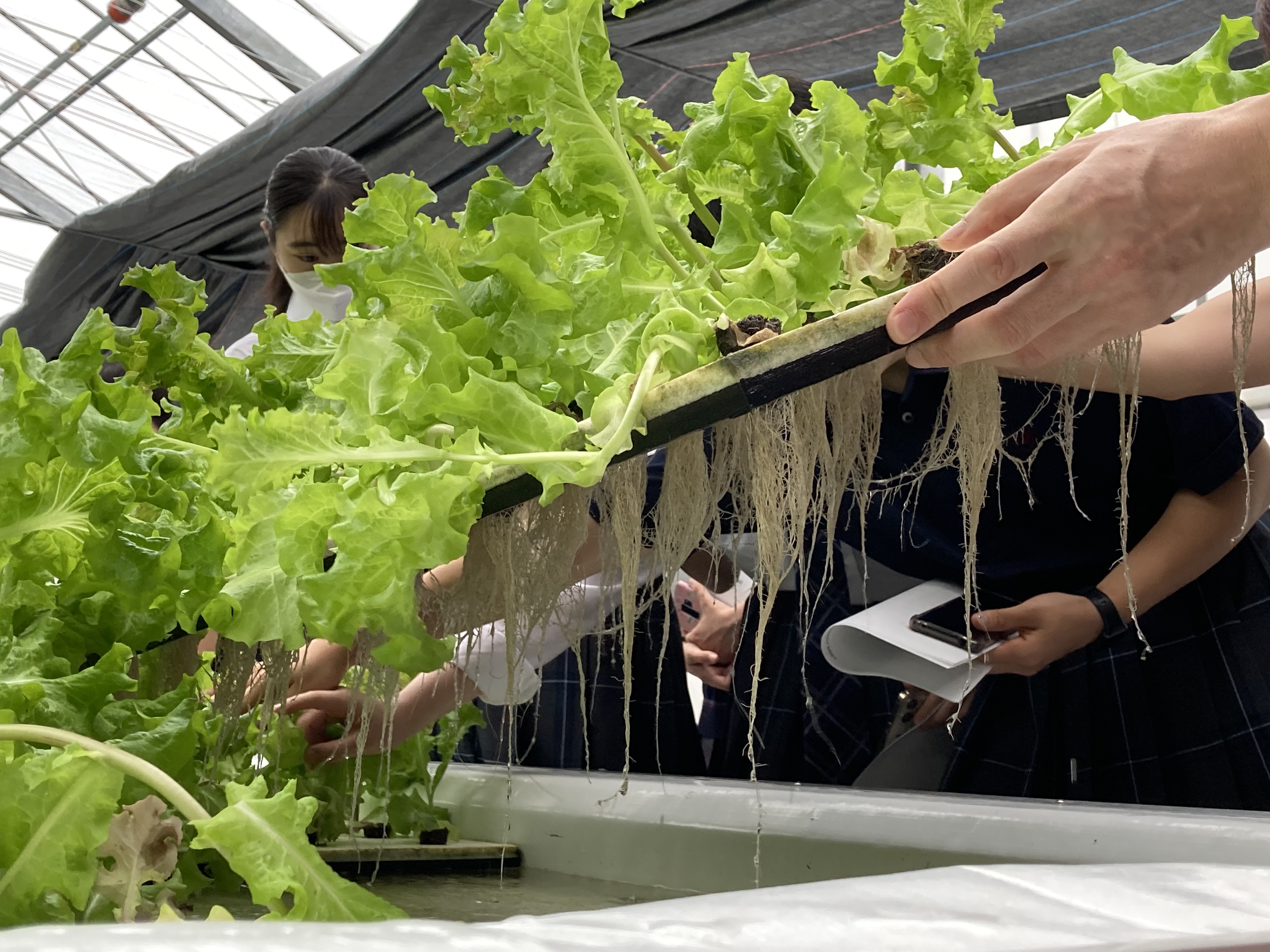 リーフレタスが12株ずつはめ込まれた発泡スチロールの下には、根が元気に伸びています。