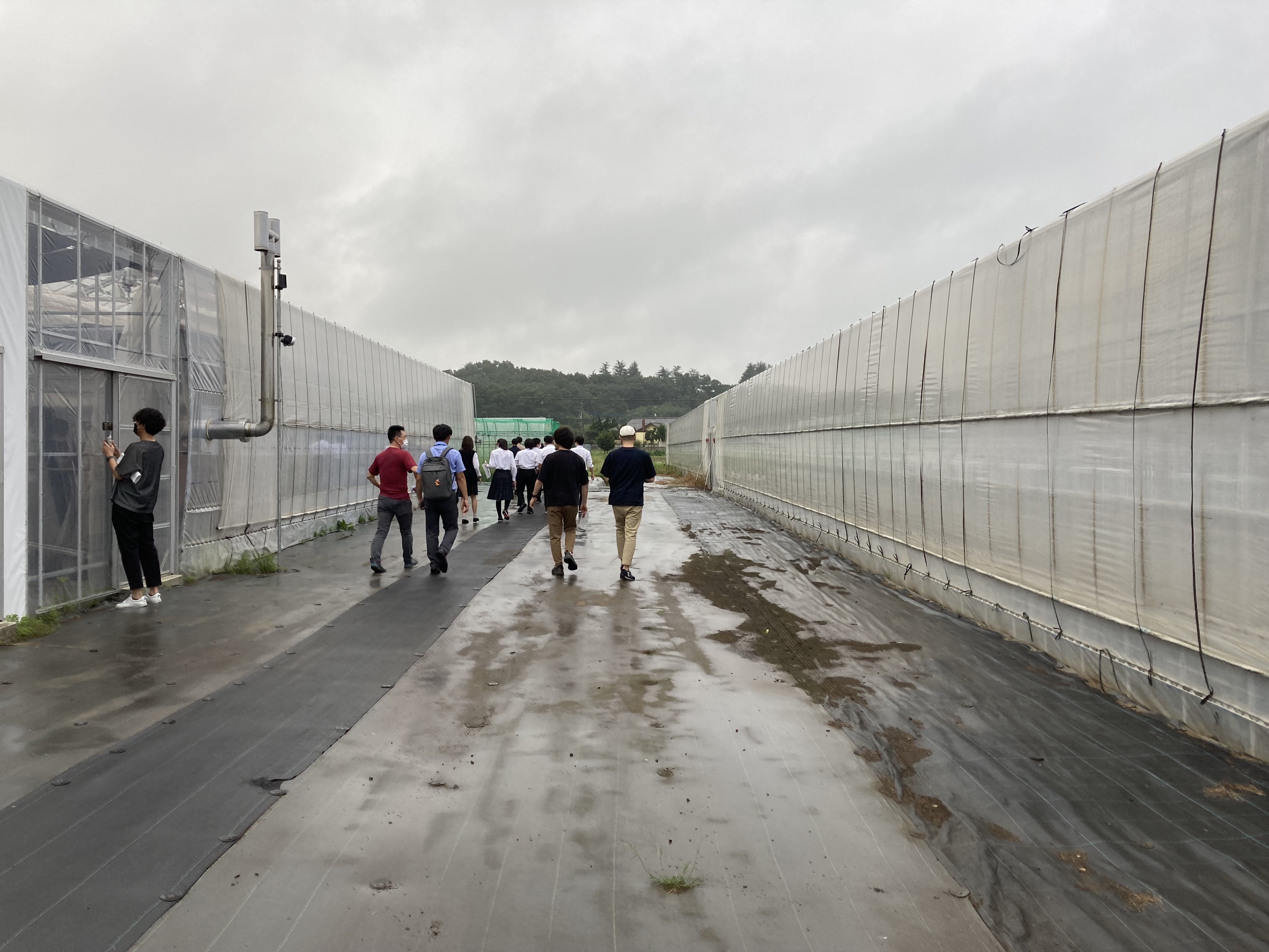 何棟もの大きなハウスが連なる。室内では土壌点滴栽培、水耕栽培、アクアポニックスが栽培システムごとに収まっています。
